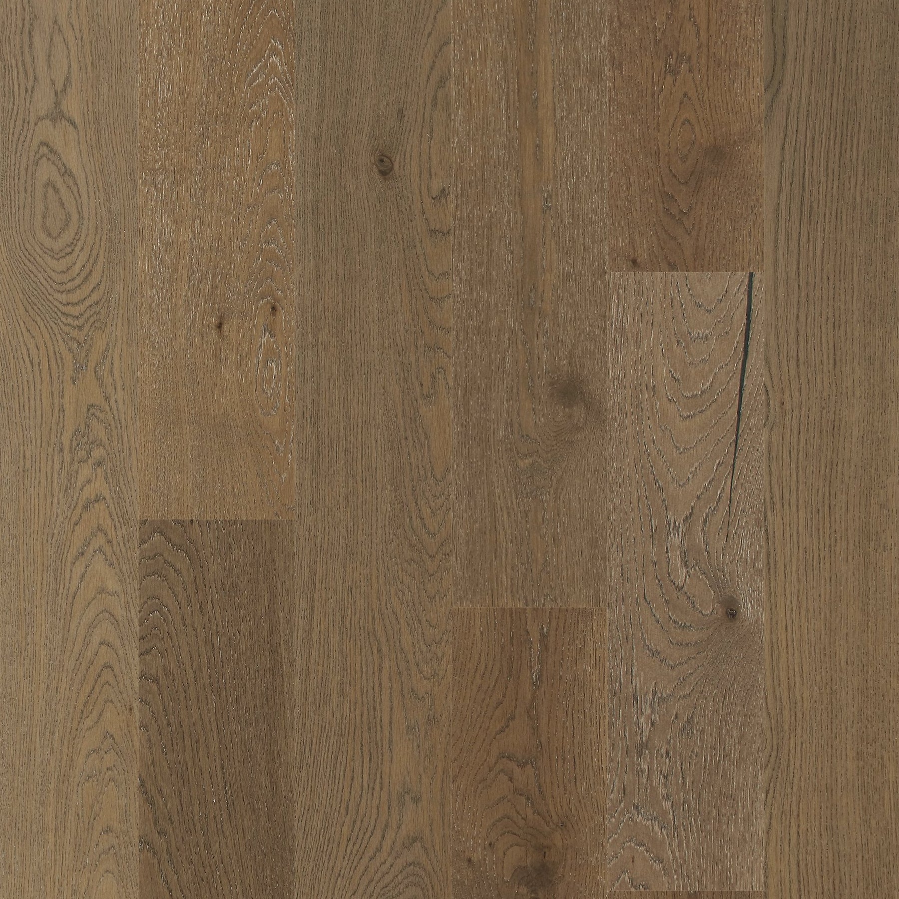 European Oak - Cathedral Ruins Sample*