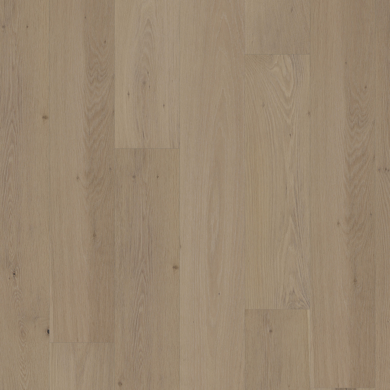 European Oak - Snow Willow Sample*