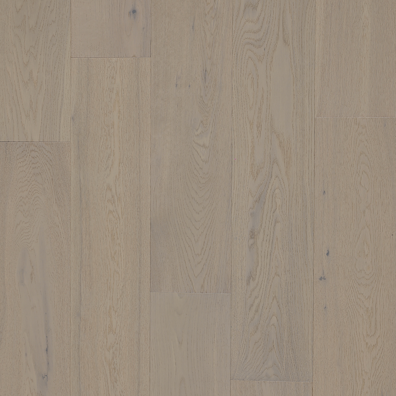 5a Shell Sample European Oak - Coral Shell Sample*